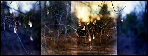 leafearringsvermont2009springm7