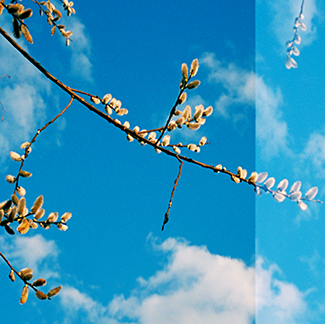Spring Buds, Vermont. 2009 Crop 1