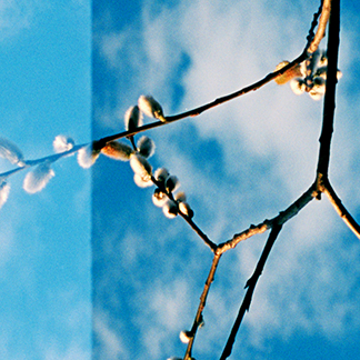 Spring Buds, Vermont. 2009 Crop 2