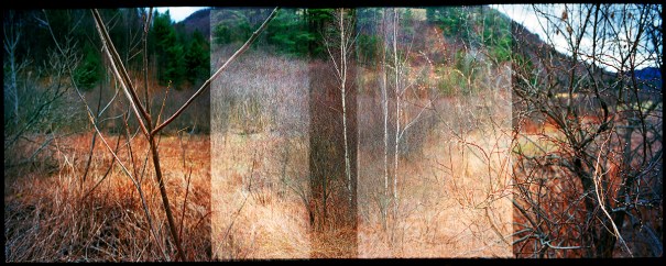 springtrees-vermont-2009