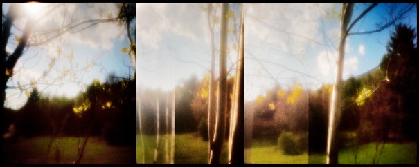 treesatsunsetihiwzoneplatem7800ztest2